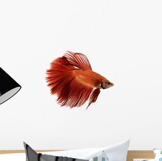 Red Siamese fighting fish Wall Decal