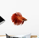 Red Siamese fighting fish Wall Decal