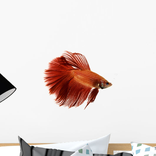 Red Siamese fighting fish Wall Decal