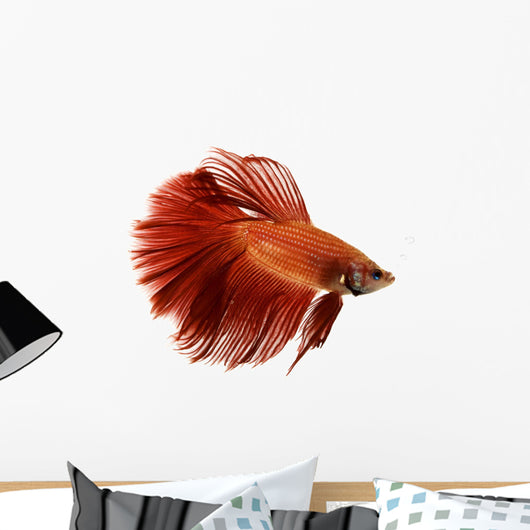 Red Siamese fighting fish Wall Decal
