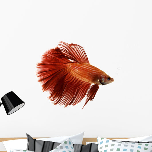 Red Siamese fighting fish Wall Decal