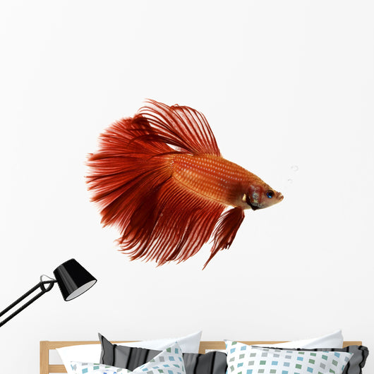 Red Siamese fighting fish Wall Decal