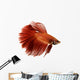 Red Siamese fighting fish Wall Decal