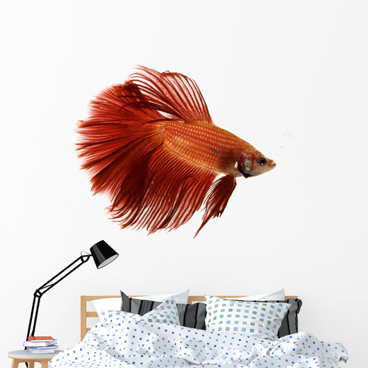 Red Siamese fighting fish Wall Decal