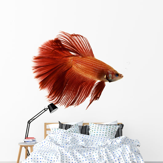 Red Siamese fighting fish Wall Decal