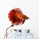 Red Siamese fighting fish Wall Decal