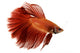 Red Siamese fighting fish Wall Decal