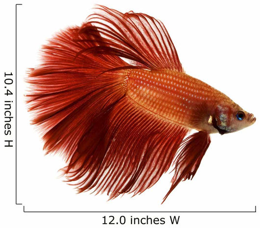 Red Siamese fighting fish Wall Decal