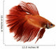 Red Siamese fighting fish Wall Decal