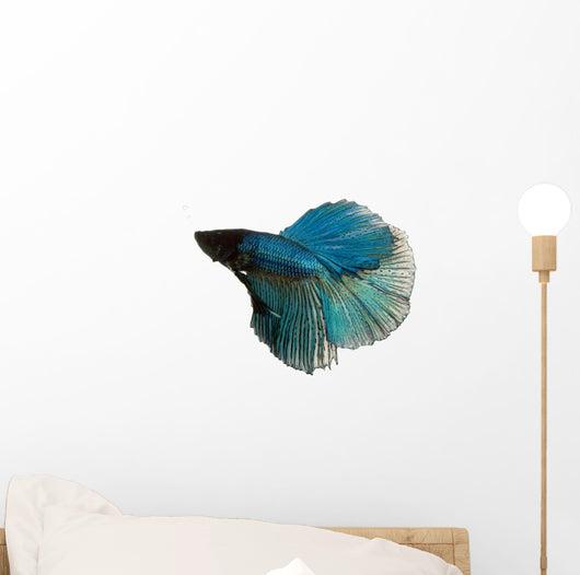 Blue Siamese Fighting Fish