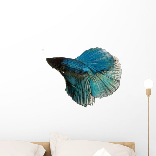 Blue Siamese Fighting Fish
