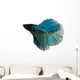 Blue Siamese Fighting Fish