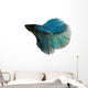 Blue Siamese Fighting Fish
