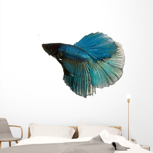 Blue Siamese Fighting Fish