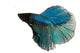 Blue Siamese Fighting Fish Wall Decal
