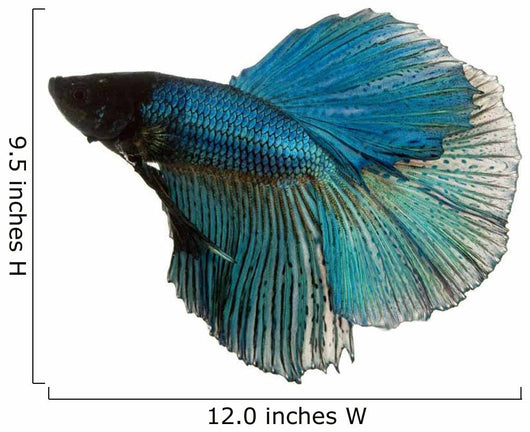 Blue Siamese Fighting Fish