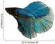 Blue Siamese Fighting Fish Wall Decal