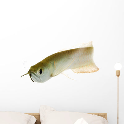 Silver Arowana Wall Decal shown on a wall