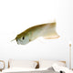 Silver Arowana Wall Decal