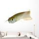 Silver Arowana Wall Decal