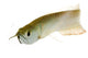 Silver Arowana Wall Decal