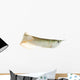 Silver Arowana Wall Decal