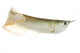 Silver Arowana Wall Decal
