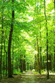 Green Forest Wall Mural