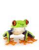 Red-Eyed Tree Frog Agalychnis Callidryas Wall Decal