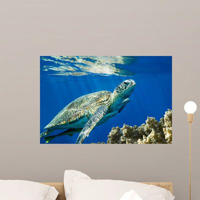 Loggerhead Sea Turtle Caretta Wall Decal shown on a wall