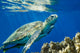 Loggerhead Sea Turtle Caretta Wall Decal