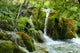 Forest Wall Mural