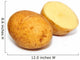 Cuted Potatoe Wall Decal