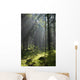 Coniferous forest in Landscape Reserve of Bialowieza Forest Wall Mural