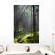 Coniferous forest in Landscape Reserve of Bialowieza Forest Wall Mural