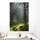 Coniferous forest in Landscape Reserve of Bialowieza Forest Wall Mural