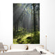 Coniferous forest in Landscape Reserve of Bialowieza Forest Wall Mural