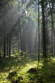 Coniferous forest in Landscape Reserve of Bialowieza Forest Wall Mural