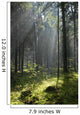Coniferous forest in Landscape Reserve of Bialowieza Forest Wall Mural
