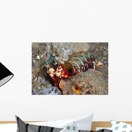 Mantis Shrimp Wall Decal