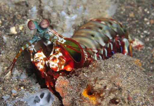 Mantis Shrimp Wall Decal
