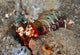 Mantis Shrimp Wall Decal