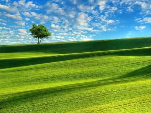 Tree Field Wall Decal