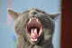 Cat's mouth Wall Mural