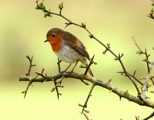 Robin Redbreast Wall Decal