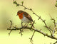 Robin Redbreast Wall Decal