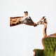Clipping giraffe and baby giraffe Wall Decal