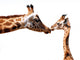 Clipping giraffe and baby giraffe Wall Decal