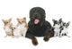 rottweiler and chihuahuas Wall Decal