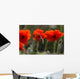 Poppy Wall Mural